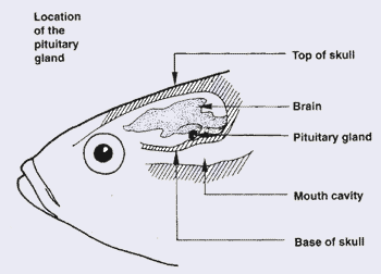 Carp pituitary gland (1)